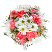 Evoking the fresh charm of a spring morning in Bloomsbury, this bouquet is a celebration of colour and texture, artfully arranged against a clear white background. Cheerful white daisies, central to the design, spread their pure petals around lime-tinted centers, hinting at the flowerbeds that enliven local green spaces like Gordon Square. Coral-pink carnations, with their plush, ruffled layers, bring warmth and gentle depth throughout the display. Delicate gypsum clusters-baby's breath-lighten the arrangement, like soft mist drifting over the city. Nestled within the greens, you'll find slender, unopened buds with touches of purple and pink, promising new life and variety. The bouquet is encircled by eucalyptus and varied greens, offering a tender matte shimmer and subtle aroma that recalls strolls past historic Bloomsbury terraces. This well-balanced bouquet exudes kindness and cheer-perfect for celebrating birthdays, congratulating a friend, or simply infusing a Bloomsbury flat or office with an air of joy and renewal. The harmonious palette and elegant mix of forms speak to a florist's artistry rooted in the neighbourhood's tradition of beauty and care.